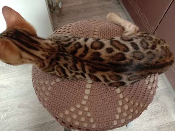 Бенгальские котята из питомника продаются в Оренбурге фото 3