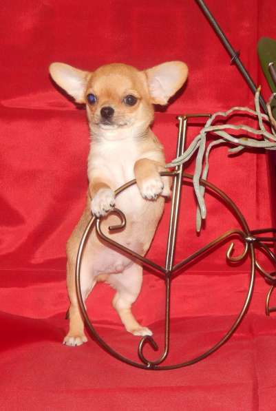 Красавчик чихуахуа в фото 3