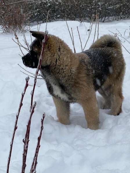 Акита в Ростове-на-Дону фото 85