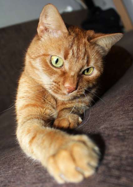 Красивый рыжий кот Маркус в добрые руки в фото 4