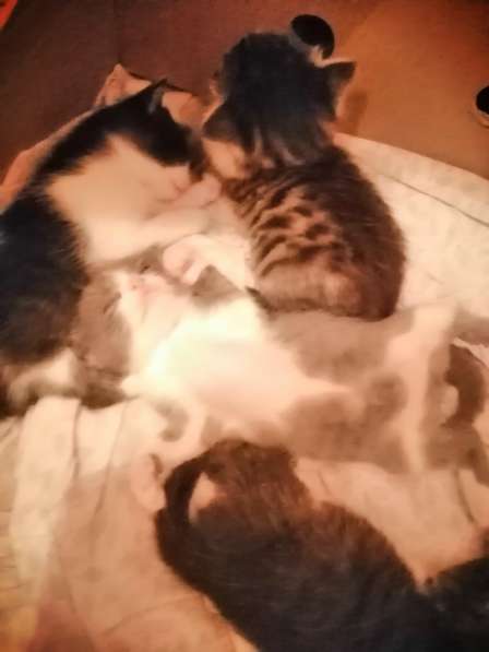 Котята в Новосибирске фото 31