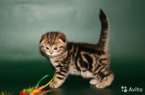 Котята вислоухие и прямоухие в Иванове фото 6