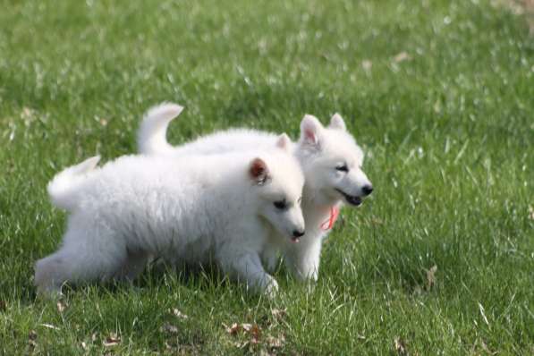 Щенки БШО в Москве фото 40