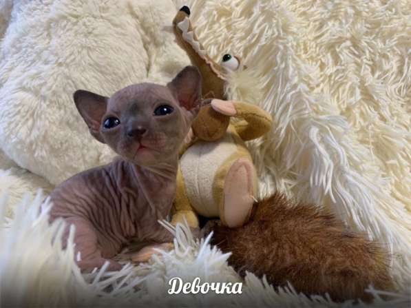 Котята в Балашихе фото 19
