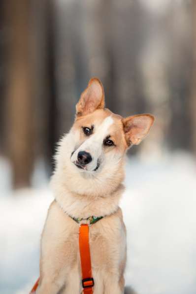 Молодой красавец Пряник ищет дом
