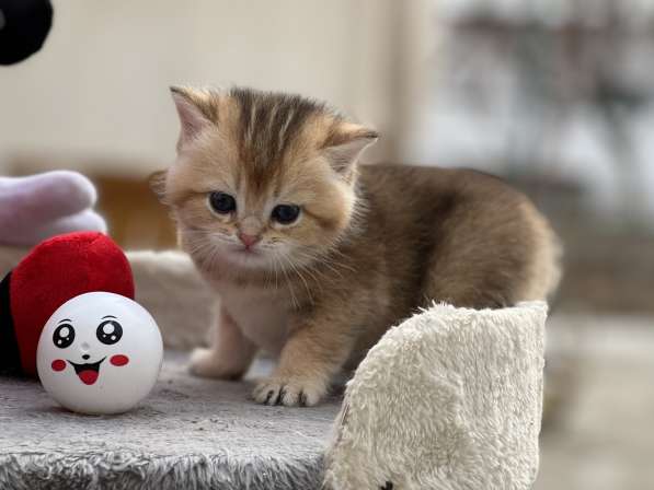 Продаётся котёнок британец! в фото 29