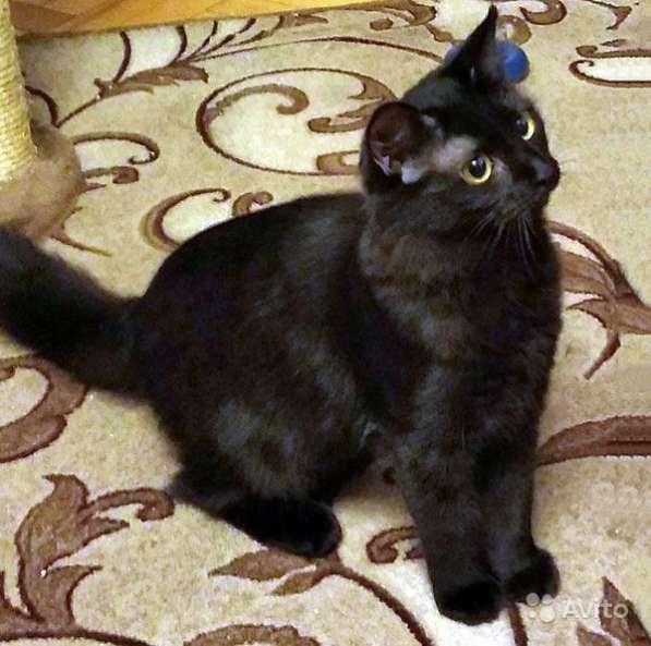Минипантерка Масенька, домашний котенок в дар в Москве фото 6