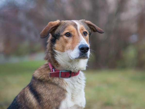 Джим - добропорядочный пёс ищет семью/ в Санкт-Петербурге фото 18