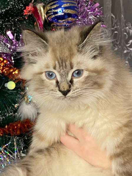 Котёнок Рэгдолл в Москве фото 5