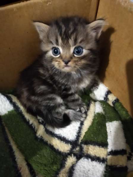 Мраморные шотландские котята в фото 18