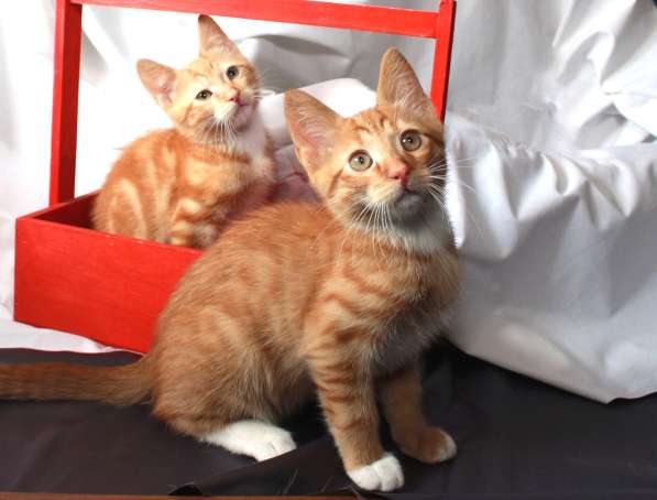 Котята в добрые руки. Рыжики Марсик и Максик, 2,5 мес в Калуге фото 8