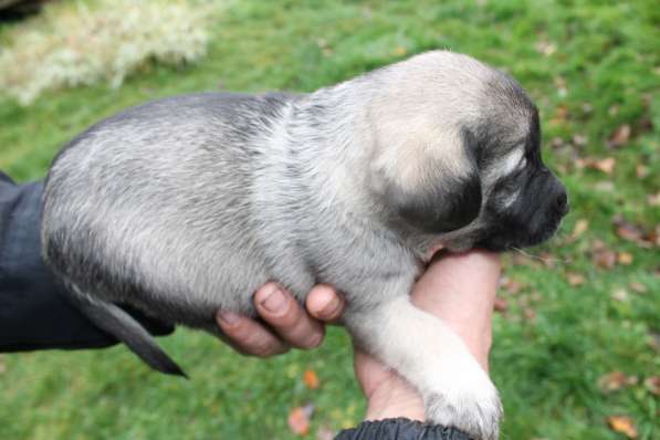Щенки в добрые руки в Москве