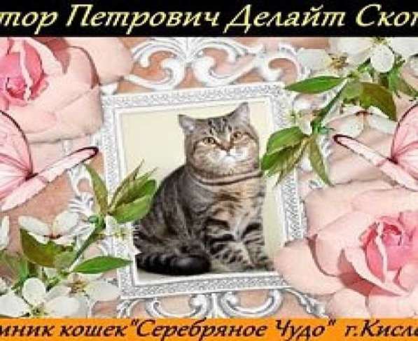 Продам продажа Кот-производитель в Кисловодске