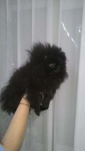 Подросток шпица в Санкт-Петербурге фото 4