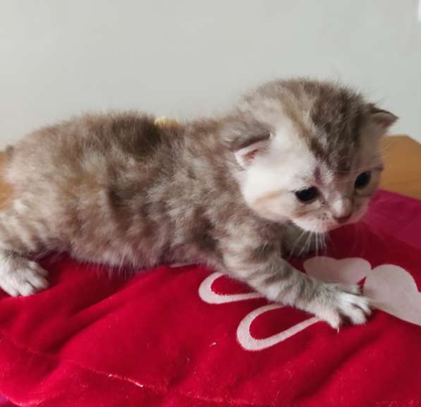 Scottish fold. male, Scottish strait female. Document в фото 7