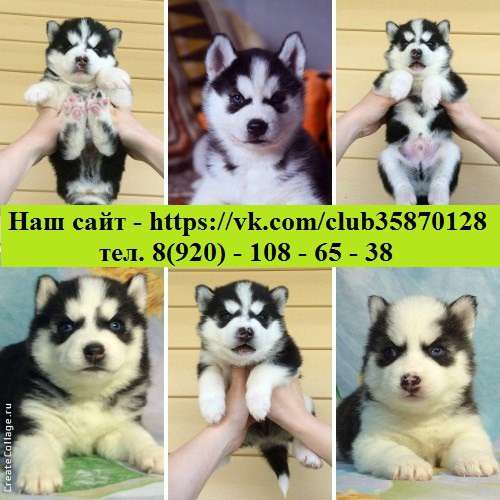 Щеночки Хаски Черно-белые голубоглазые в Череповце
