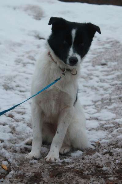 Стрелка ищет дом!!! в Чайковском фото 10