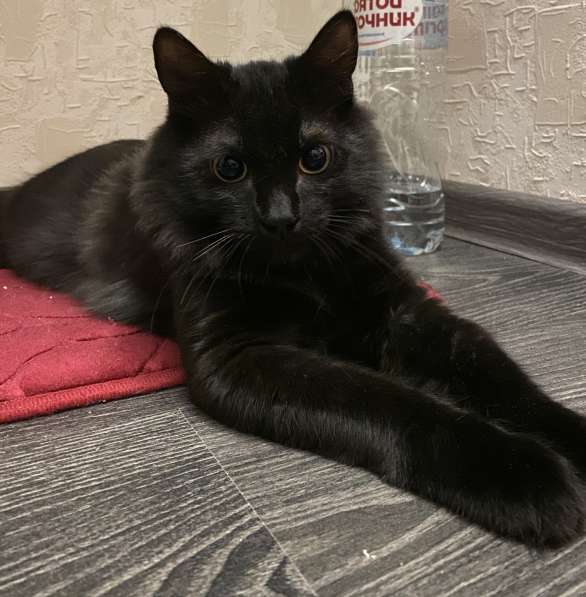 Молодой котик в дар в Москве