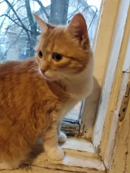 Кошечка ищет любящий дом в Сергиевом Посаде фото 5