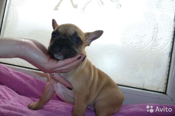 Щенки в Краснодаре фото 5