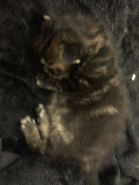 Котята мейн-кун в Новосибирске фото 32