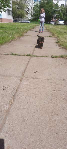 Шикарный щенок йорка в Набережных Челнах фото 4
