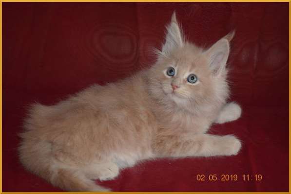 Великолепные котята мейн-кун из питомника в Волгограде фото 247