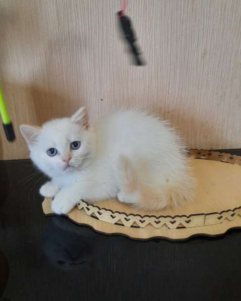 Шотландские котята в Краснодаре фото 14