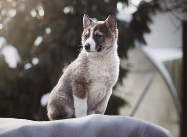 Щенок Ося ищет доброго хозяина! в Москве фото 25