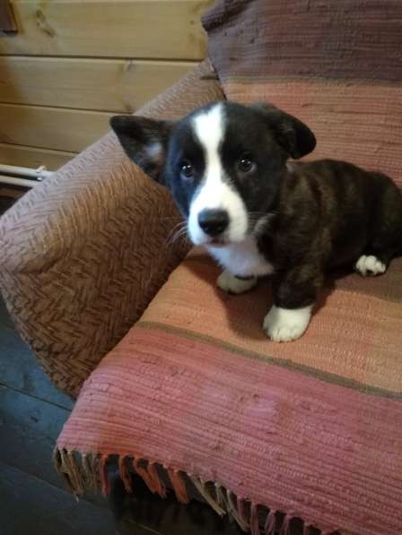 Щенки вельш корги кардиган в Москве фото 21