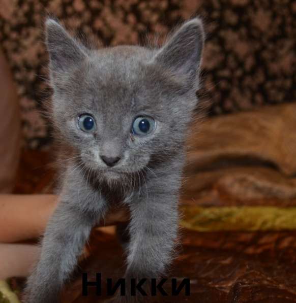 Котята в Магнитогорске фото 9