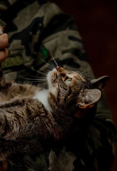Ищем любящую семью для кошки Маси в Москве фото 3