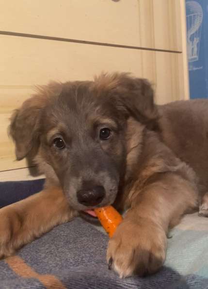 Щенки очень ждут своего человека в Москве фото 17