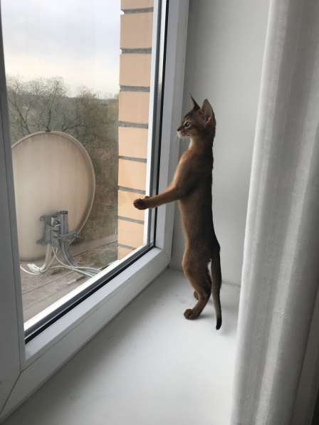 Абиссинский котик в Москве