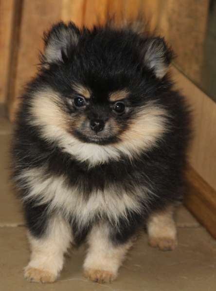 Щенки шпица в Раменское фото 9