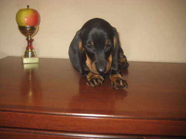 Щенки таксы г-ш стандарт элитные в Москве фото 4