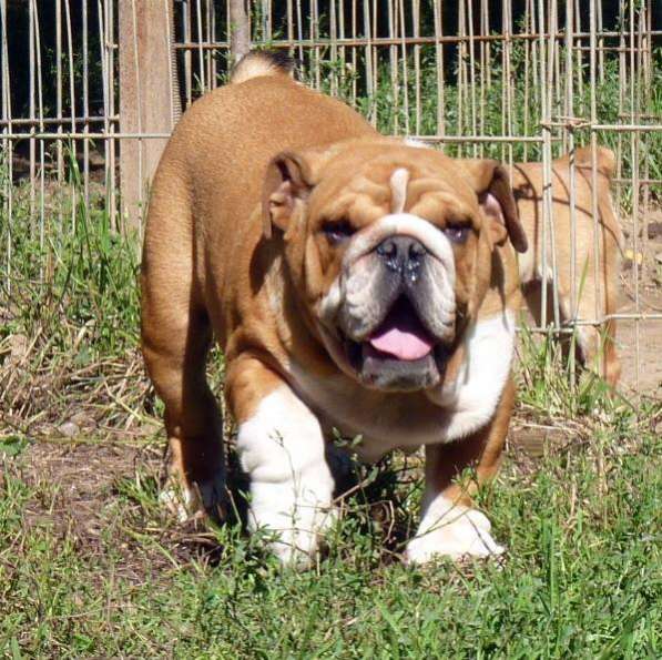 Продаю щенков английского бульдога в Москве фото 8