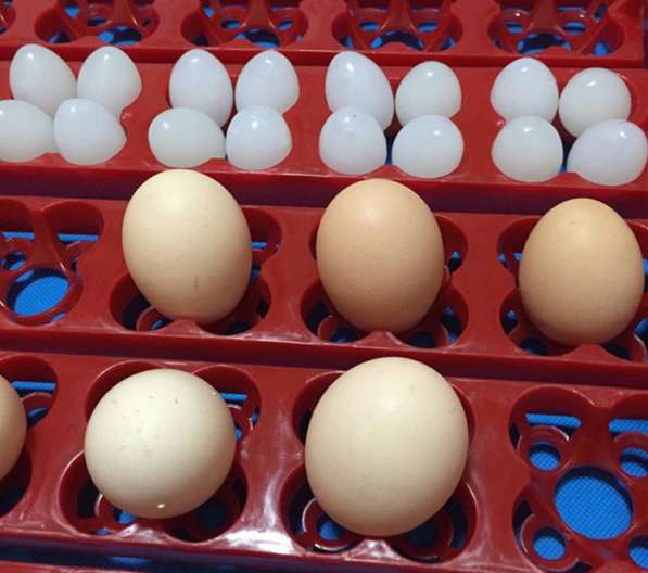 Лотки с переворотом для инкубатора на 36-144 яиц универсальн в Астрахани фото 5