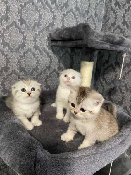 Добрый день друзья. Я продаю замечательных котят в фото 19