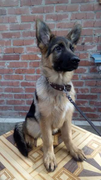 Щенок немецкой овчарки в Краснодаре фото 17