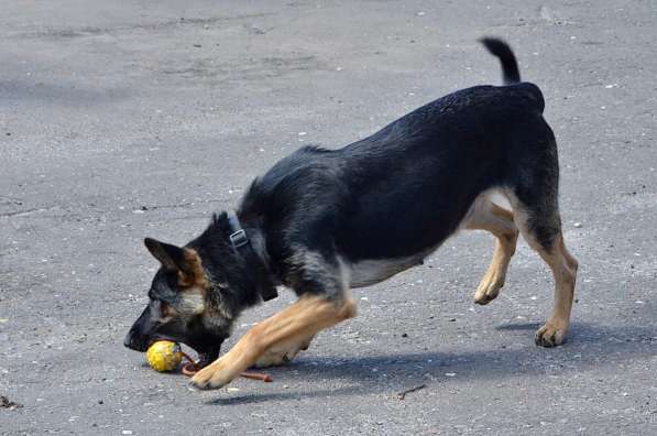 Дрессировка различных пород собак Зеленорад в Москве фото 4