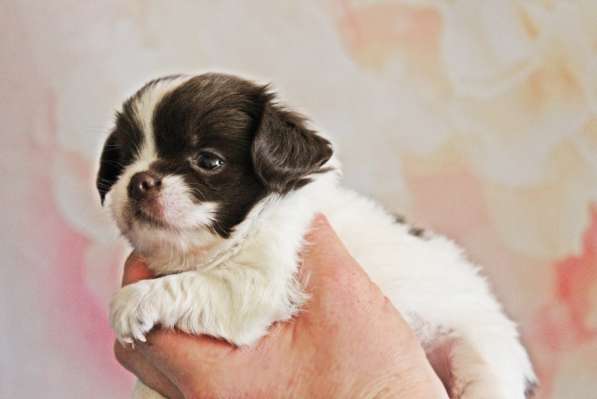 Female chihuahua longhair, of different ages