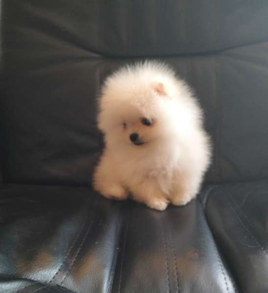 Померанский шпиц. Мини в фото 4