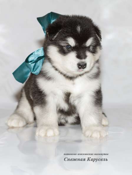 Аляскинские маламутики в Уфе фото 5