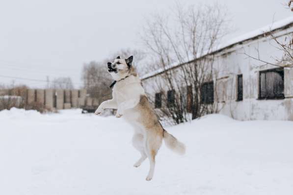 Суперактивная Халва в Москве фото 19