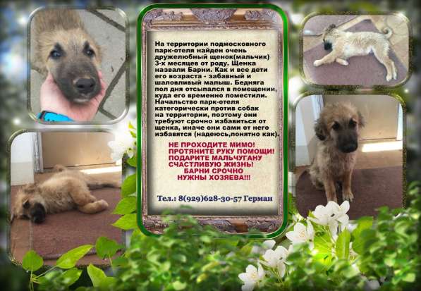 Щеночек Барни срочно нуждается в хозяине в Зеленограде фото 5