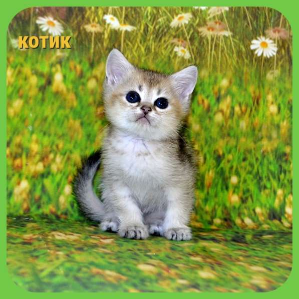 Британские золотые котик и кошечка в Москве фото 16