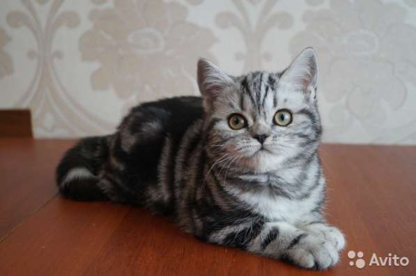 Коты на вязку котята-вислоухие и прямоухие в Костроме фото 12