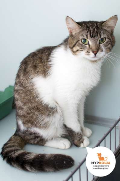 Кошка Киана ищет дом