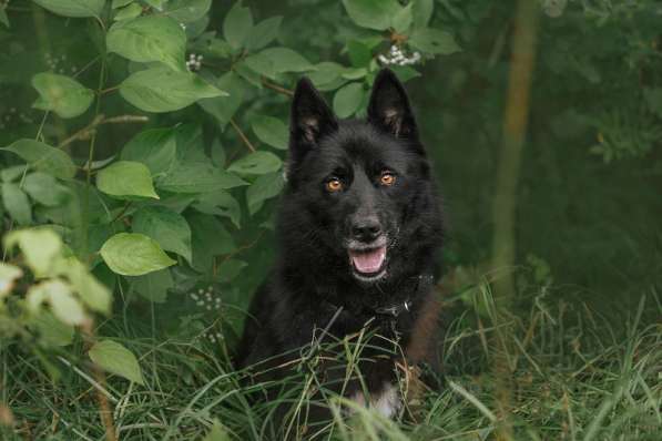Черныш в самые любящие и ответственные ручки в Москве фото 3